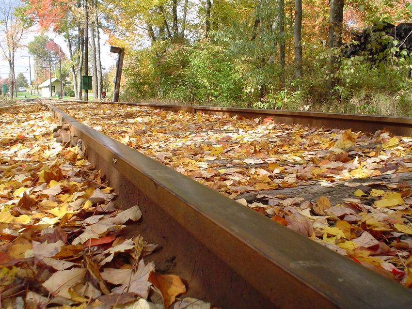 Photo of Cool Tracks get warmth from leaves...